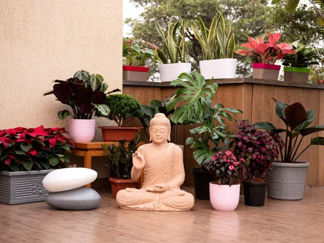 Low Maintenance Plants Best for Indoors