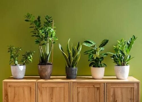 Low Maintenance Indoor Plants Perfect for Any Home