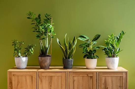 Balcony Garden Ideas for Small Apartments